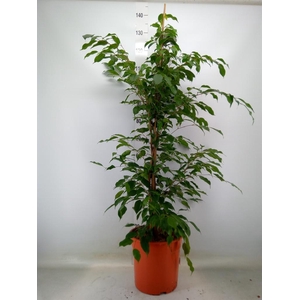 Ficus benja. 'Exotica'