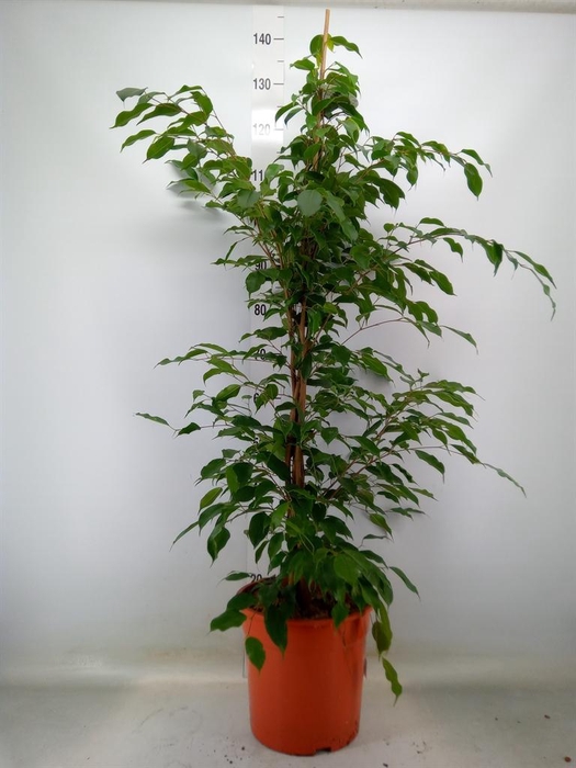 <h4>Ficus benja. 'Exotica'</h4>