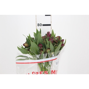 ALSTROEMERIA NAPOLI 080 CM