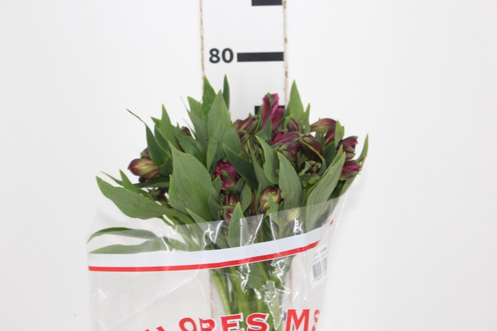 <h4>ALSTROEMERIA NAPOLI 080 CM</h4>