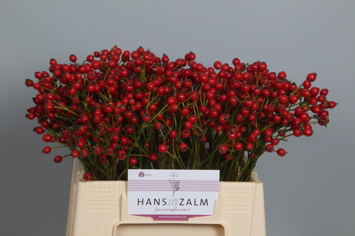 <h4>ROSA MAGICAL PASSOA</h4>