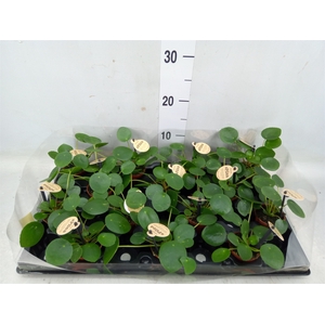 Pilea peperomoides