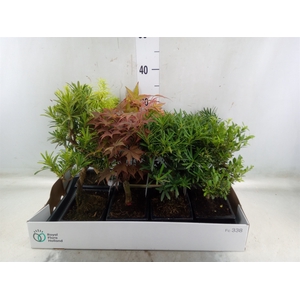 Bonsai   ...mix