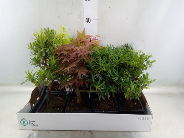 <h4>Bonsai   ...mix</h4>