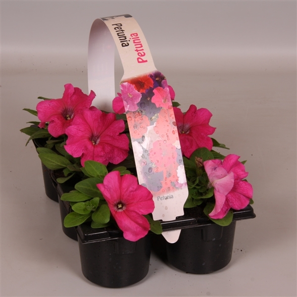 <h4>Petunia roze 6p</h4>