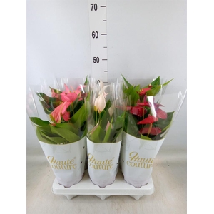 Anthurium andr.   ...mix  3