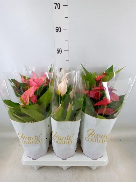 <h4>Anthurium andr. ...mix 3</h4>