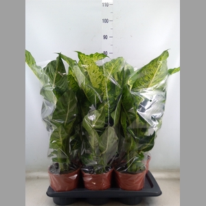 Dieffenbachia  'Mars'
