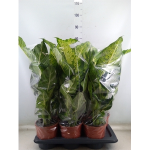 Dieffenbachia  'Mars'