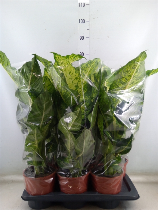 <h4>Dieffenbachia  'Mars'</h4>