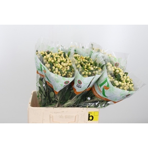 Hyp Mag White Prince