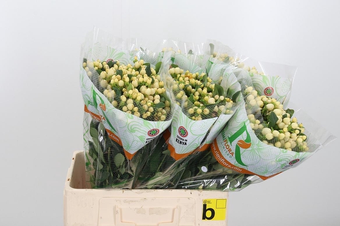 <h4>Hyp Mag White Prince</h4>