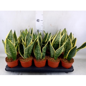 Sansevieria trifa. 'Futura Superba'