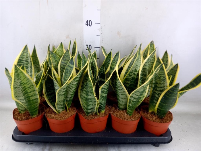 <h4>Sansevieria trifa. 'Futura Superba'</h4>