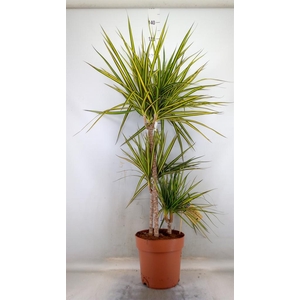 Dracaena marg. 'Sunray'