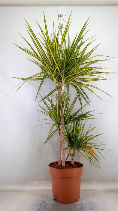<h4>Dracaena marg. 'Sunray'</h4>