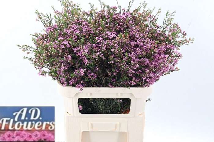 <h4>CHAME UN EMMA</h4>