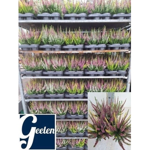 Calluna Beauty Ladies gemengd in pot 3klr.