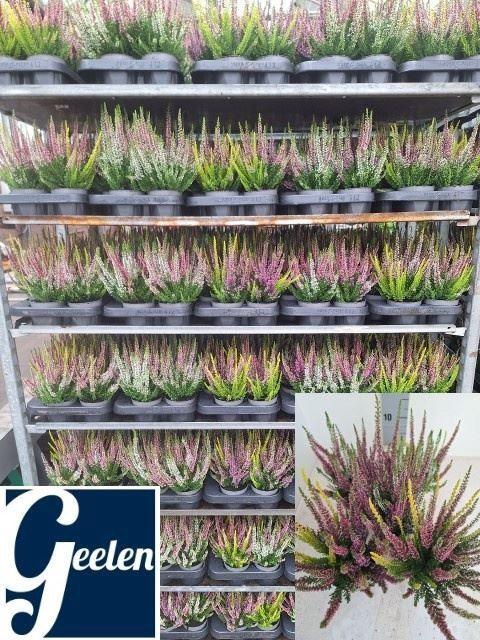 <h4>Calluna Beauty Ladies gemengd in pot 3klr.</h4>