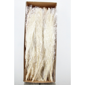 PF Amaranthus Hang Bleach Bs