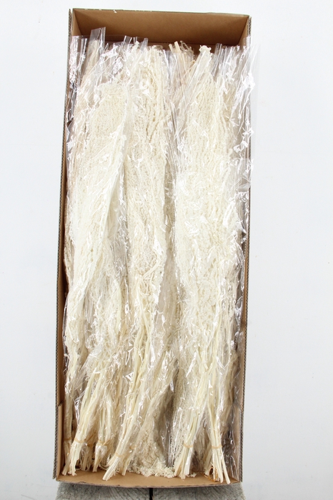 <h4>PF Amaranthus Hang Bleach Bs</h4>