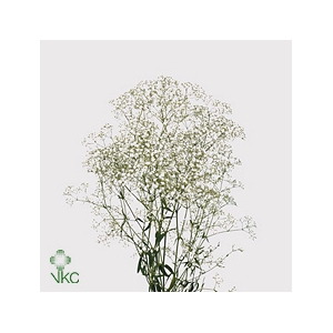 GYPSOPHILA MILLION STARS 40GR