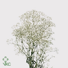 <h4>GYPSOPHILA MILLION STARS 40GR</h4>