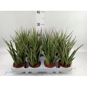 Sansevieria   ...
