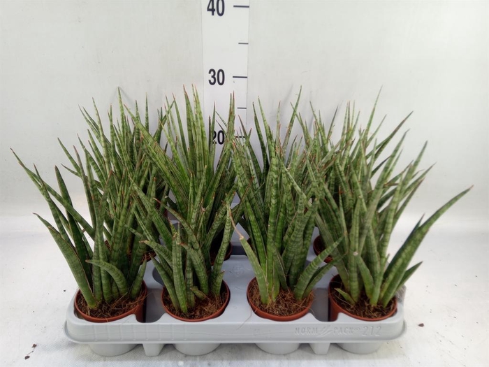 <h4>Sansevieria   ...</h4>