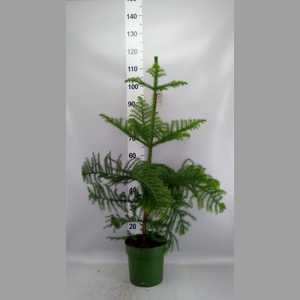 Araucaria heterophylla