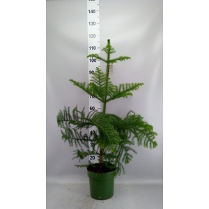ARAUCARIA HETEROPHYLLA