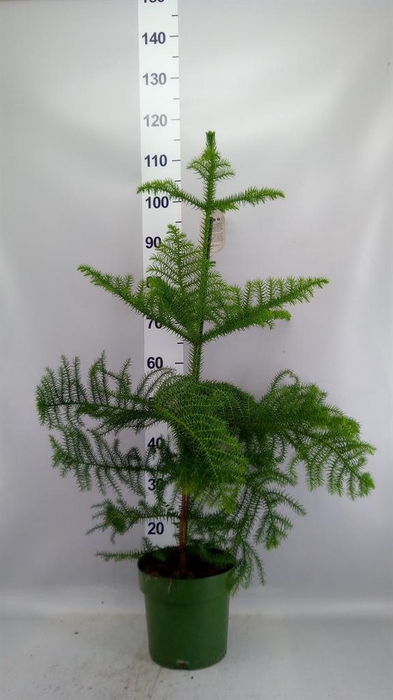 <h4>ARAUCARIA HETEROPHYLLA</h4>