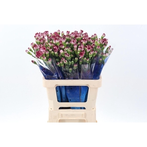 Dianthus TR 'Mini Bacarat'