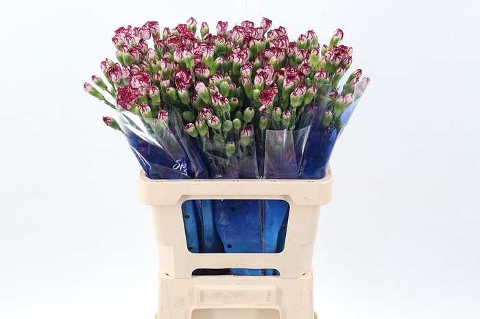 <h4>Dianthus TR 'Mini Bacarat'</h4>