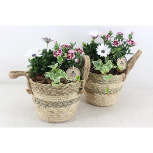 arr4 Outdoor PL - Mand rond oren 344/4