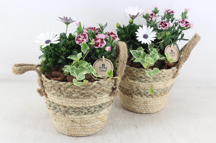 <h4>arr4 Outdoor PL - Mand rond oren 344/4</h4>