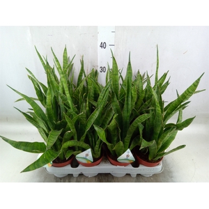 Sansevieria zeylanica 'Greenline'