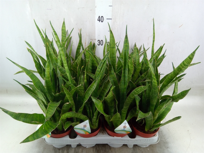 <h4>Sansevieria zeylanica 'Greenline'</h4>