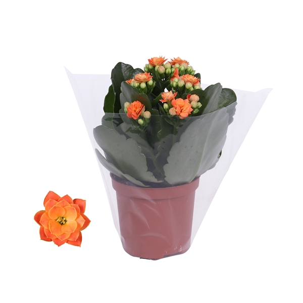 <h4>Kalanchoe Rosalina 07cm Don Pedro oranje, Blanco hoes</h4>