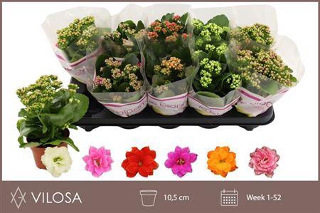 <h4>Kal Ge Gem 6 Kl</h4>