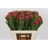 Protea Brenda