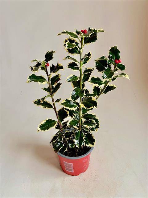 <h4>Ilex Aquifolium 'argentea Marginat</h4>