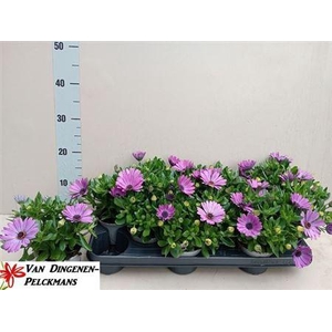 Osteo Fp Purple Blue