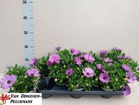 <h4>Osteo Fp Purple Blue</h4>