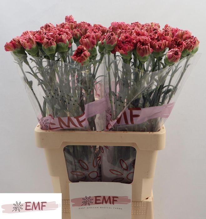 <h4>DI ST VIPER WINE</h4>