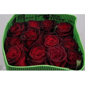 R Gr Black Baccara Ec