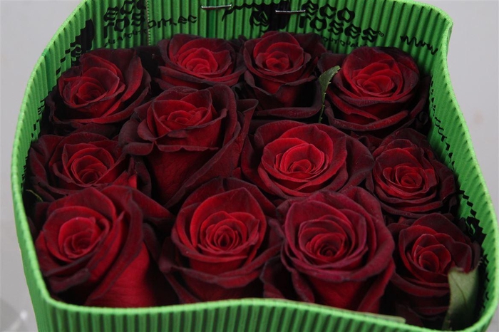 <h4>R Gr Black Baccara Ec</h4>