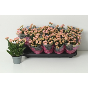 KAL GE PERFECTA PINK