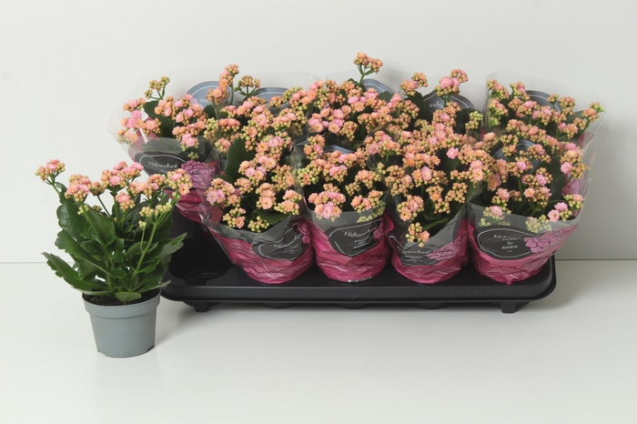 <h4>KAL GE PERFECTA PINK</h4>