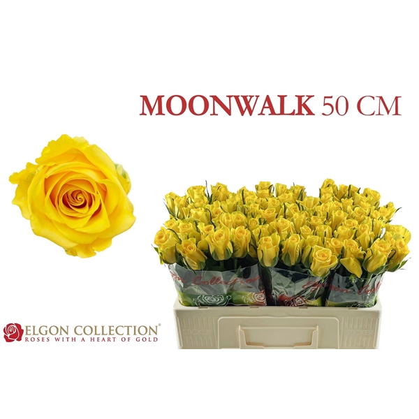 <h4>R Gr Moonwalk Elgon</h4>